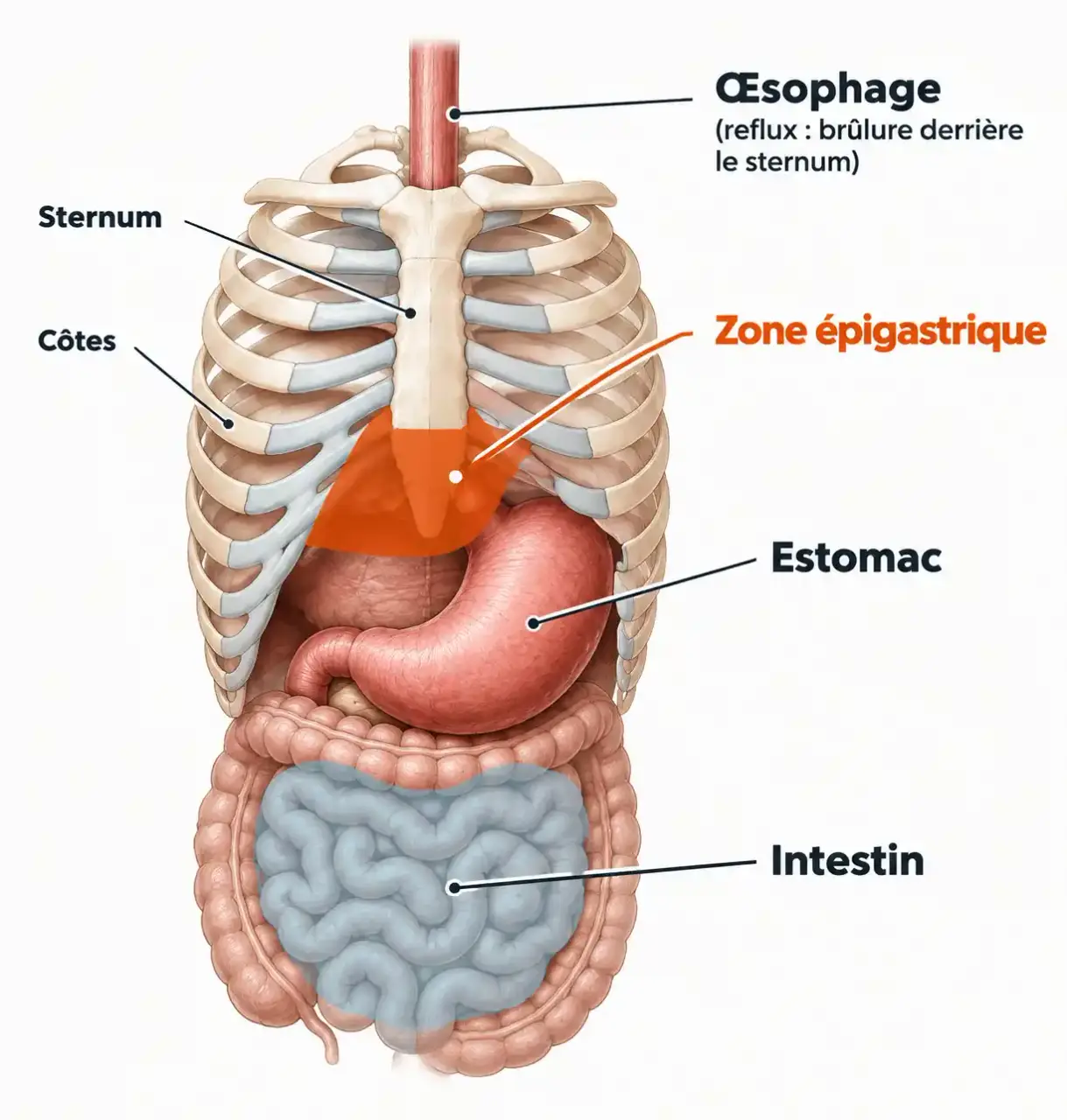 Schéma de la zone épigastrique où se ressentent les crampes d'estomac, distinguée de l'œsophage et de l'intestin